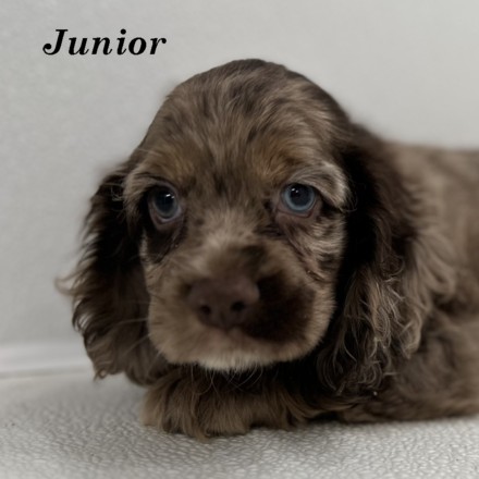 puppy, for, sale, Cocker Spaniel, Joe & Cherri  Overlease, dog, breeder, Miller, MO, dog-breeder, puppy-for-sale, forsale, nearby, find, puppyfind, locator, puppylocator, aca